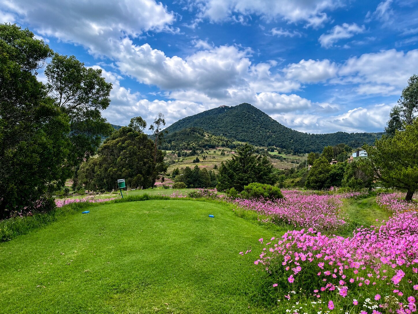 Campo de flores en La Purísima con montañas al fondo