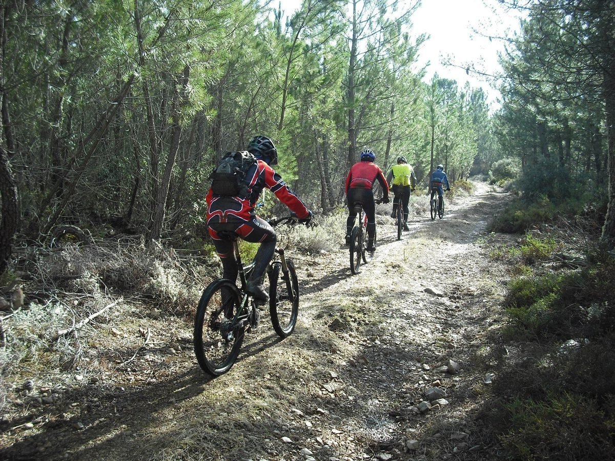 Ciclistas de montaña recorriendo senderos entre pinos